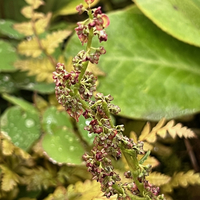 Rheum likiangense SDR5919